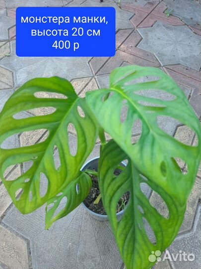 Монстера манки