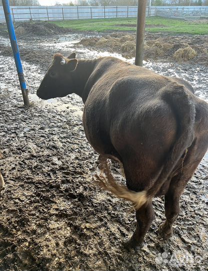 Коровы и телки стельные дойные