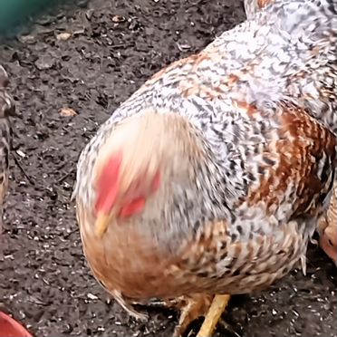 Молодые петухи