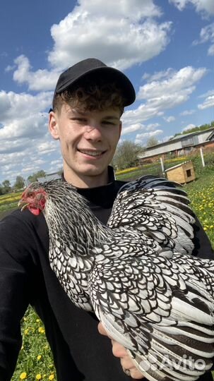 Виандот Серебро И Брама Изабелла