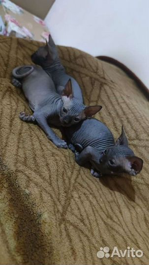 Канадский сфинкс котенок мальчики