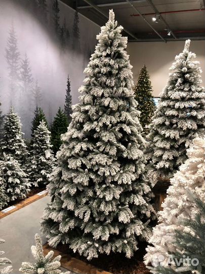 Елка альпийская 220