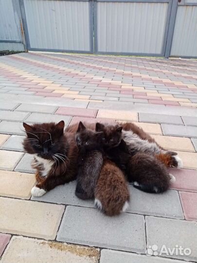 Котята в добрые руки