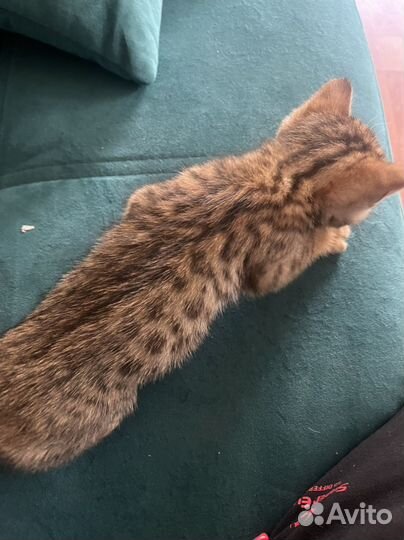 Котята 2 мес