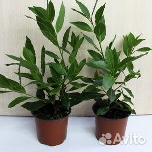 Лавр благородный