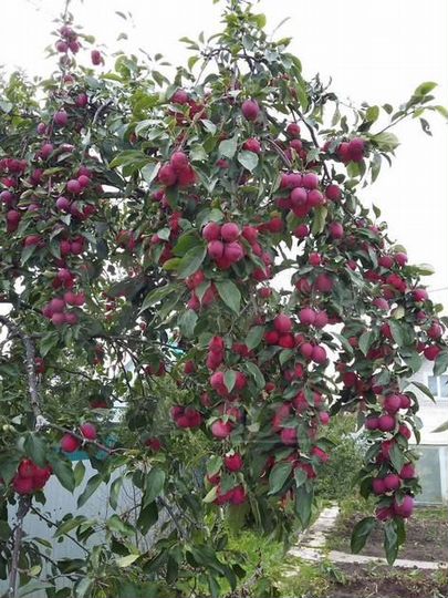 Дача 40 м² на участке 10 сот.