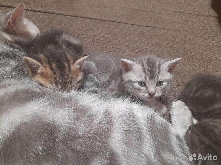Британские котята 4 мальчика в добрые руки