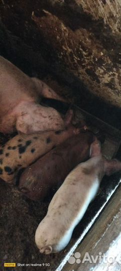 Поросенок ландрас