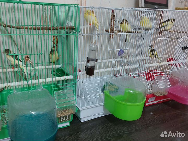 Птицы канарейки