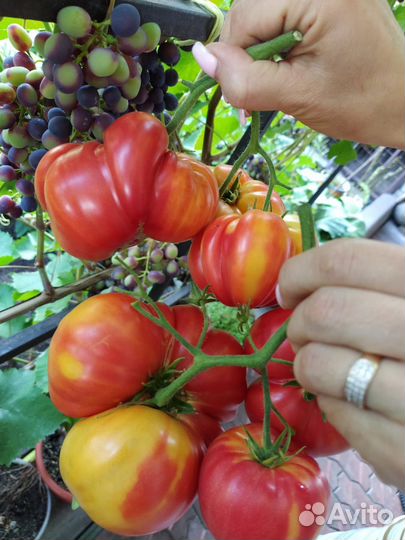 Семена томатов крупноплодных и экономических