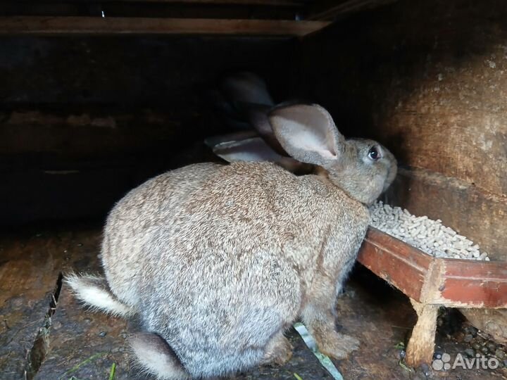 Кролики мясных пород великаны