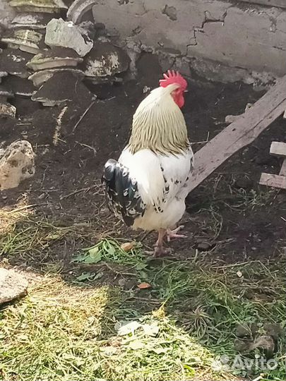 Петух
