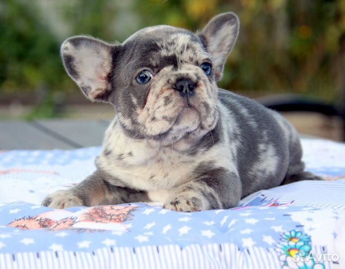 Французский бульдог щенки голубой окрас