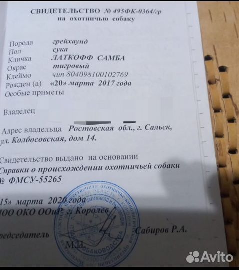 Собака