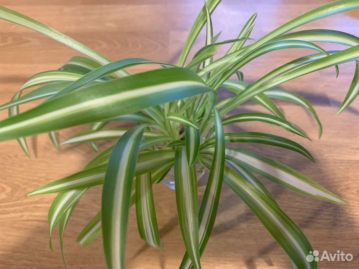 Хлорофитум хохлатый