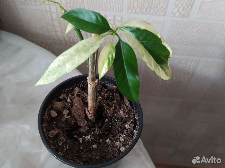 Хойи сортовые