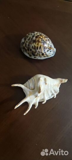 Сувениры, жук олень игрушка и ракушки