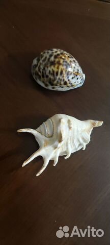 Сувениры, жук олень игрушка и ракушки