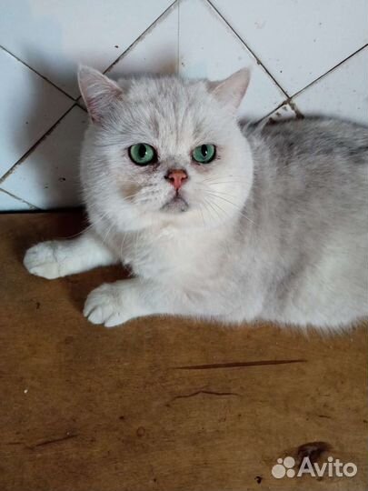 Кот для вязок