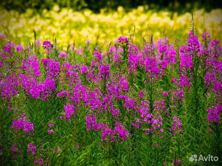 Иван-чай 1 кг кипрей полезный чай, традиционный