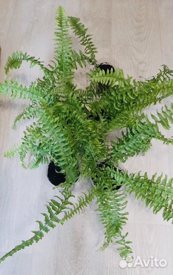 Папоротник нефролепис