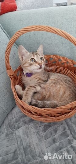 Кошка-подросток