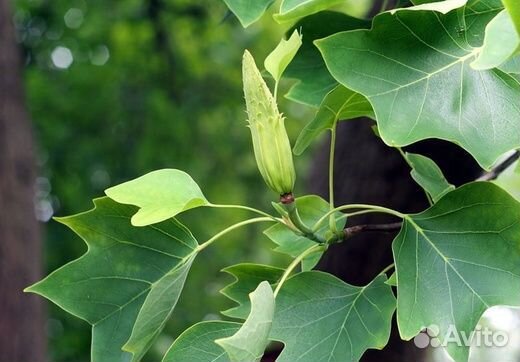 Лириоденрон Тюльпановый (тюльпанное дерево)