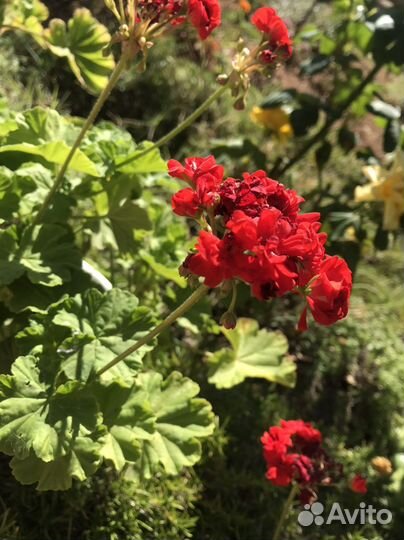 Пеларгония герань