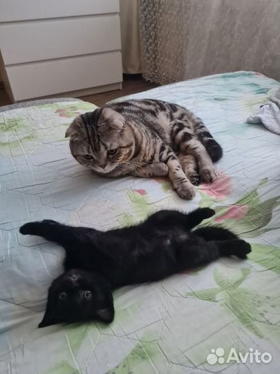 Шотландский котёнок