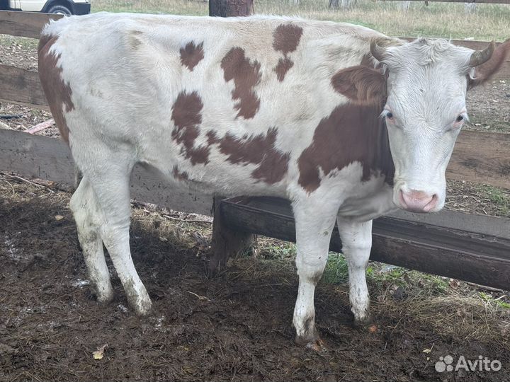 Быки и телки