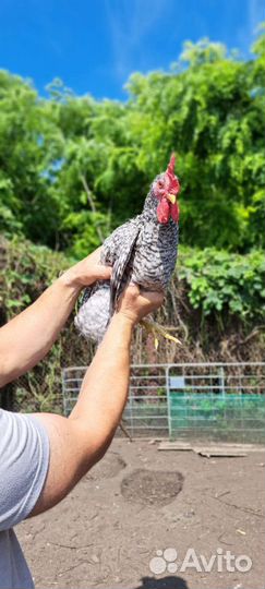 Петух породы Барковская барвистая