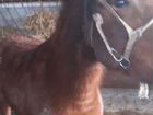 Лошадь,кобылка,3 года,запрещается объявление продам