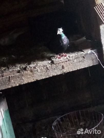 Продажа бакинских голубей