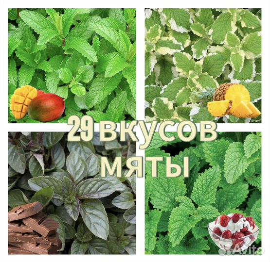 30 видов вкусов Сортовая мята