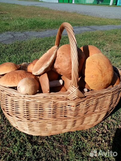 Грибы свежие