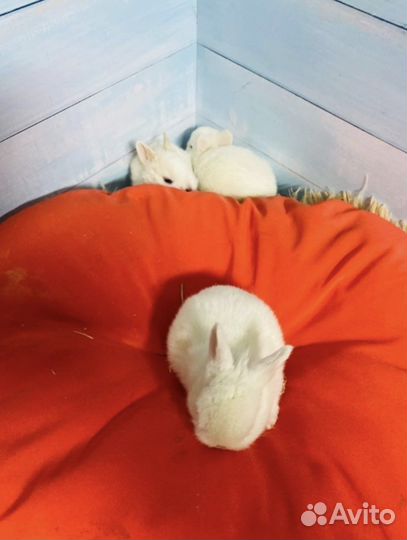 Голубоглазые белые Карликовые крольчата