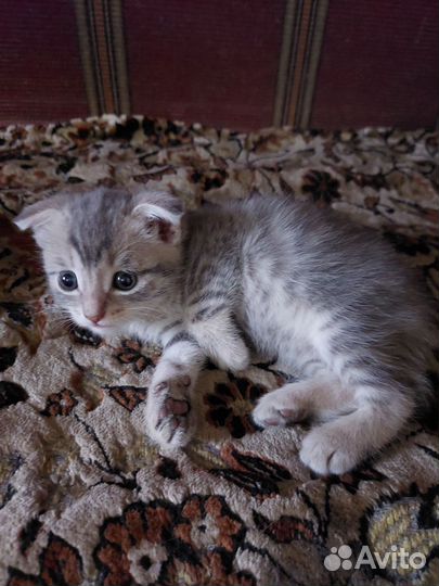Котята