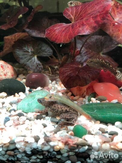 Аквариум-палюдариум, 80 л