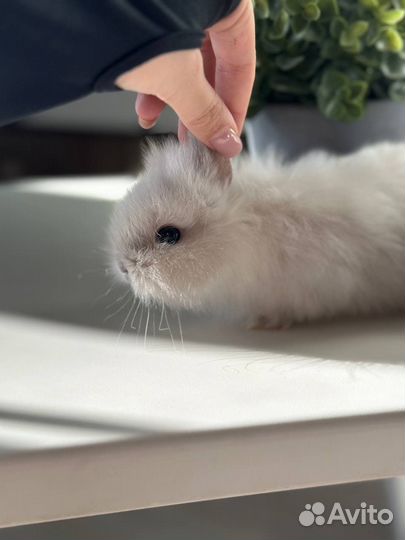 Кролик мини с редким окрасом
