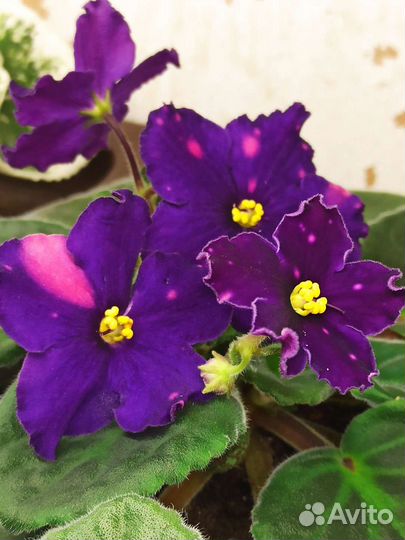 Сортовые сенполии