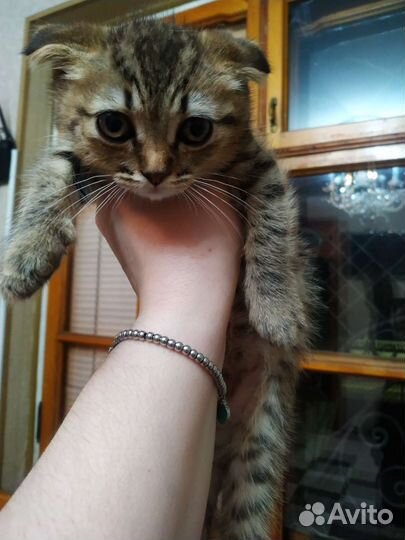 Вислоухие котята