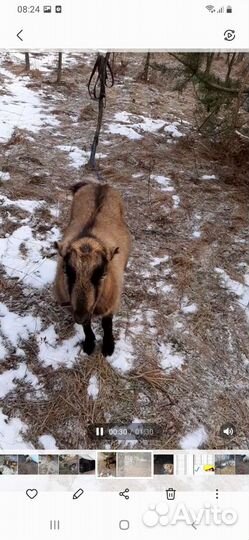 Коза Ламанча