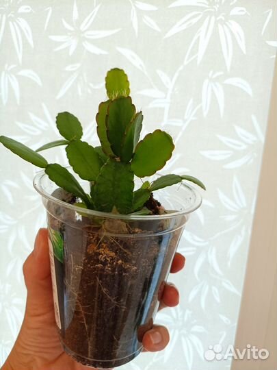 Рипсалидопсис укоренённые черенки