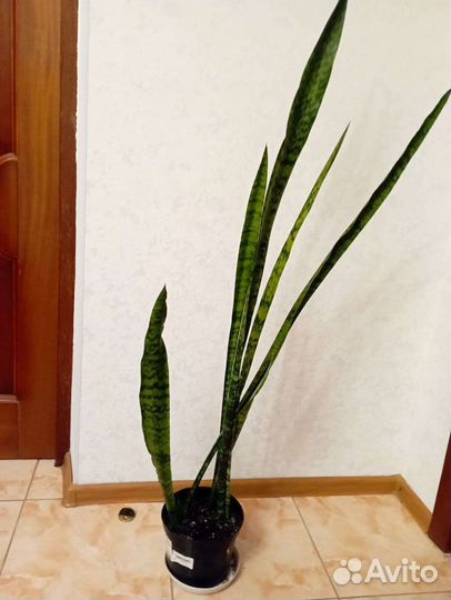 Сансевиерия