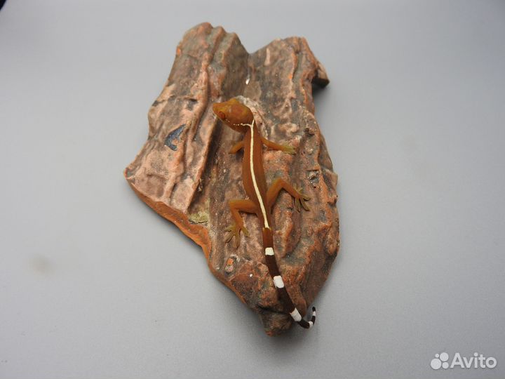 Полосатый геккон - Gekko vittatus