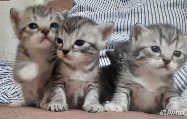 Британские котята в добрые ручки