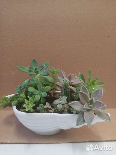 Наборы суккулентов и не только для подарка