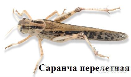Сверчки Саранча Туркменские Львинка Мучник Бражник