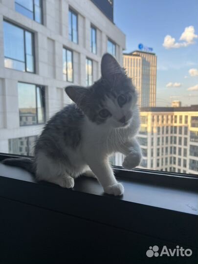 Плюшевый умный котенок мальчик 3 мес