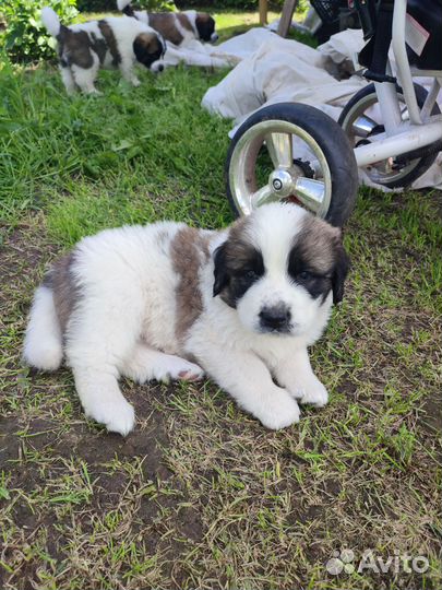 Щенки Московской сторожевой